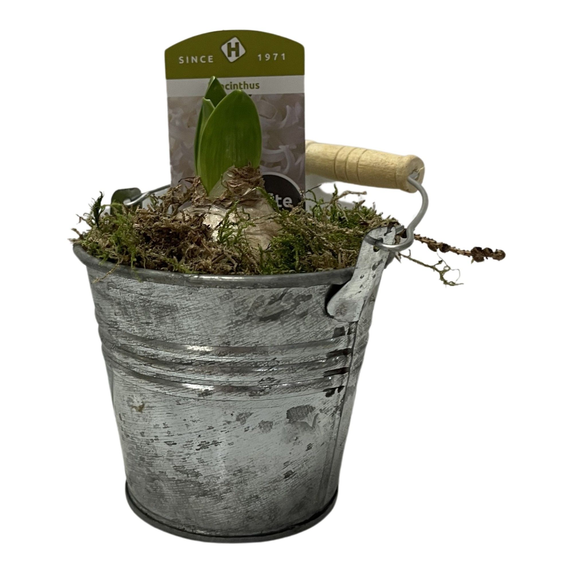 Zink emmer 9 cm hyacint, D 9