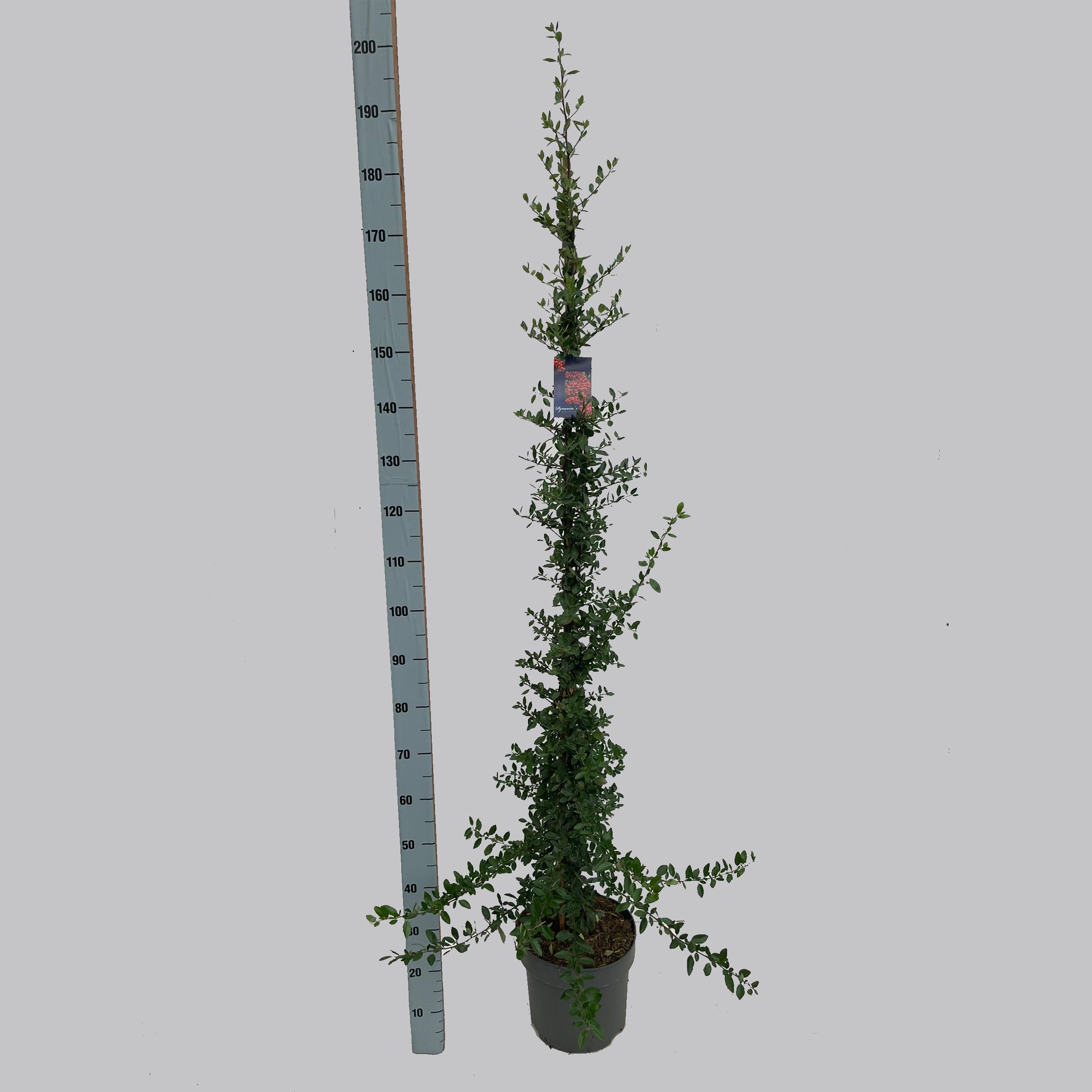 Pyracantha Red Column 30/C10, D 30