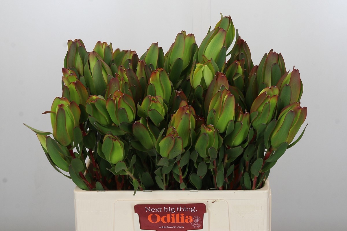 Леукадендрон Лаурел Еллоу 60, шт.