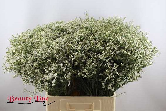 Лимониум Сенси Тип Топ 70, шт.