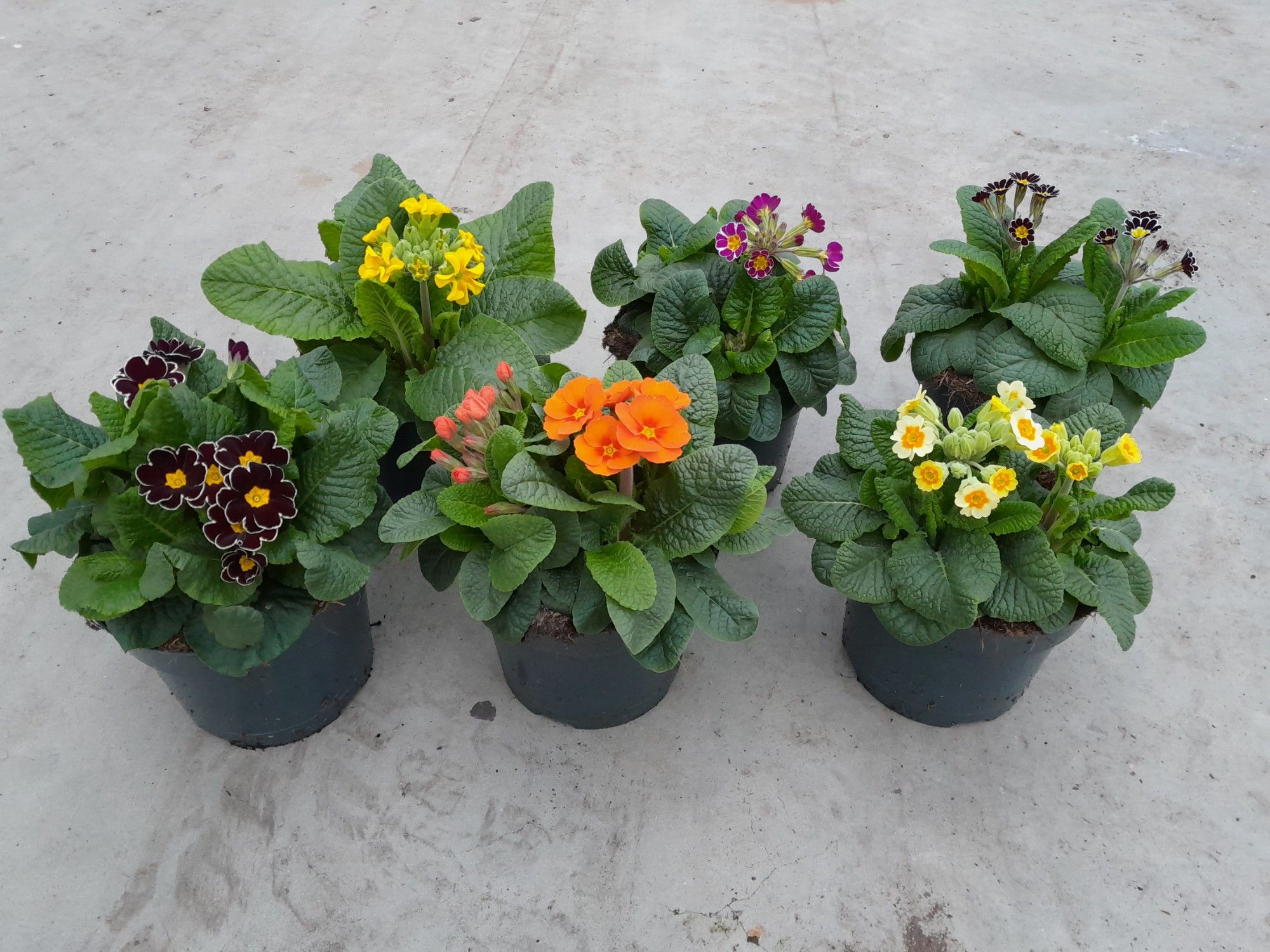 Primula elatior laced mix, D 17
