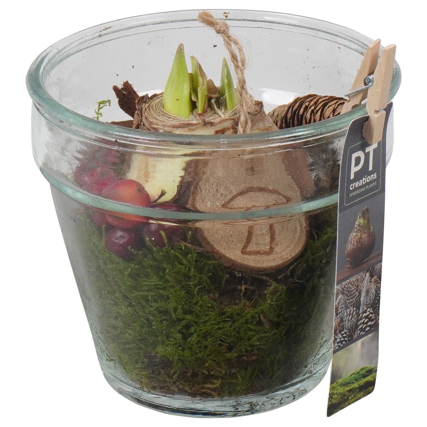 PTAA7584 Arrangement Amaryllis in glazen vaas, D 13 cm