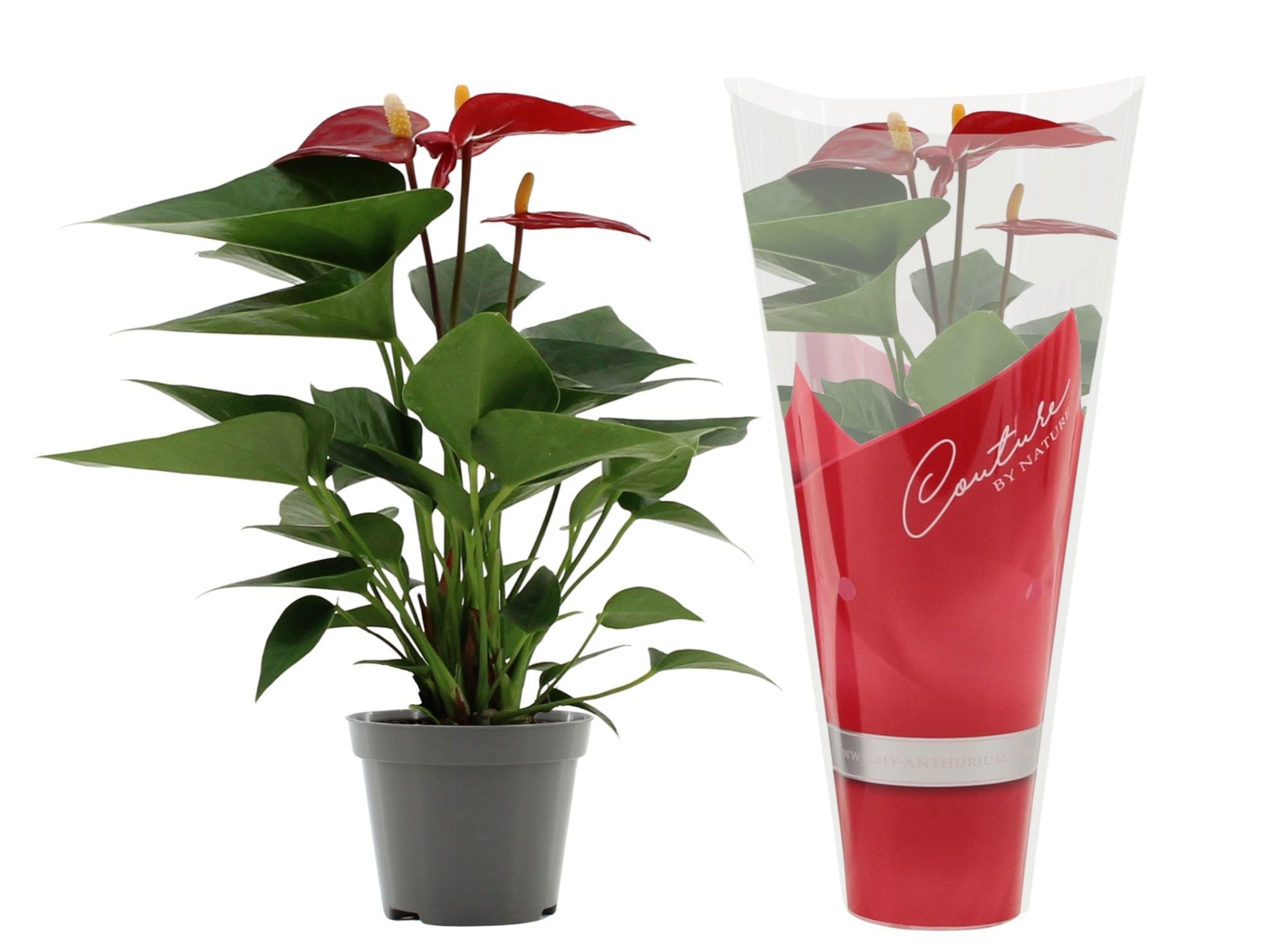 Anthurium Micra in Couture sleeve, D 9
