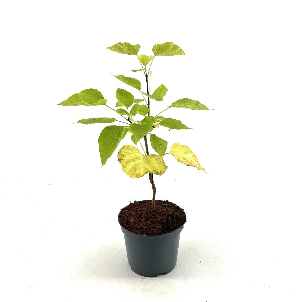 Catalpa bignonioides 'Aurea', D 17 cm