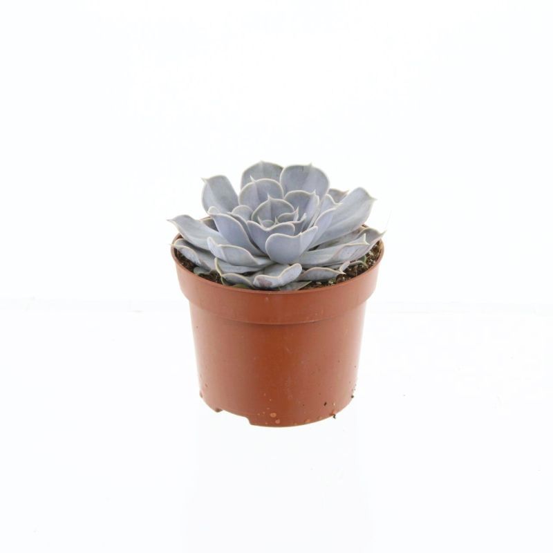 Echeveria Runyonii, D 12