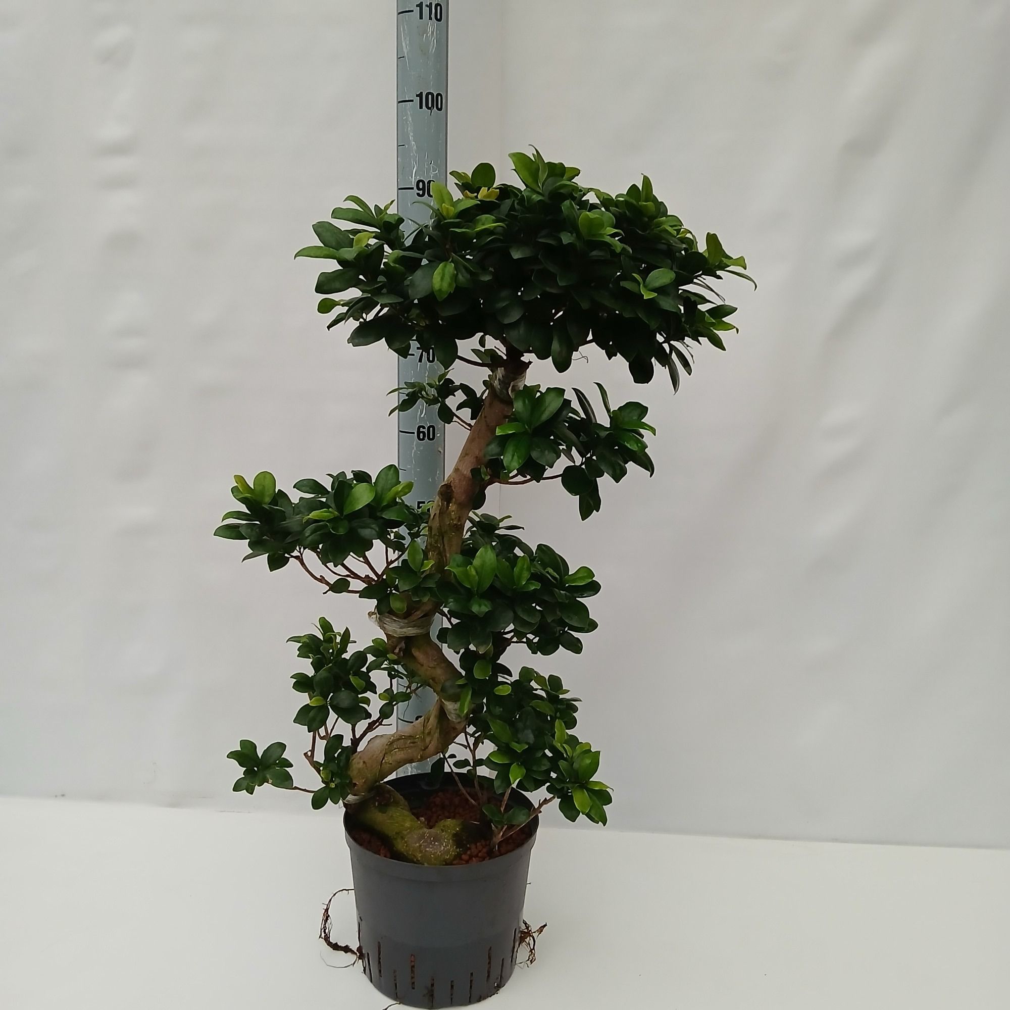 ficus microcarpa hydro, D 22