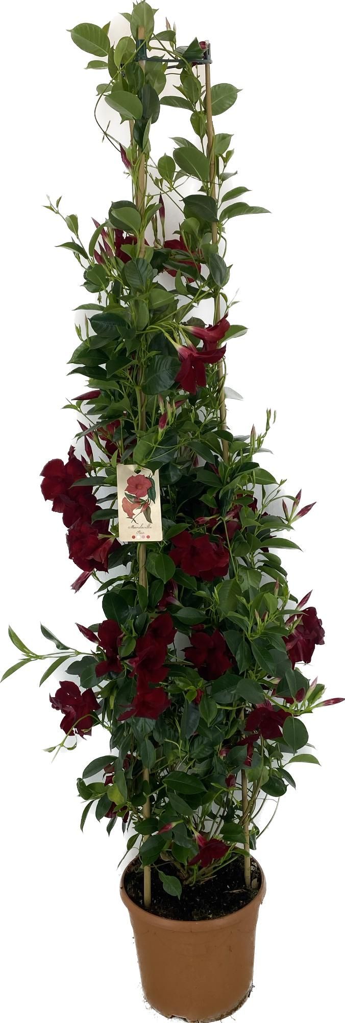 p31 Mandevilla Rio Grande Red 180 cm, D 31