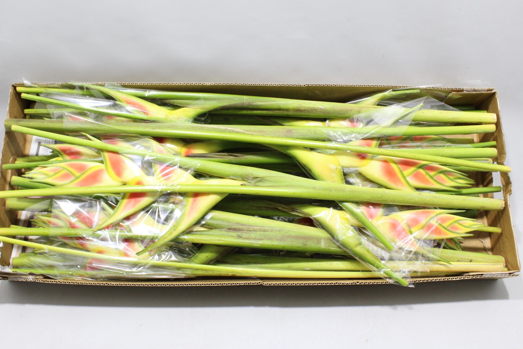 Геликония Вагнериана, шт.