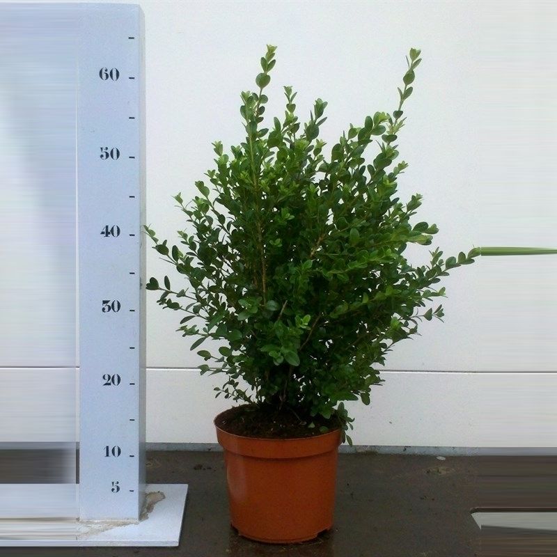 Buxus microphylla 'Faulkner' 40-50cm struik, D 19 cm