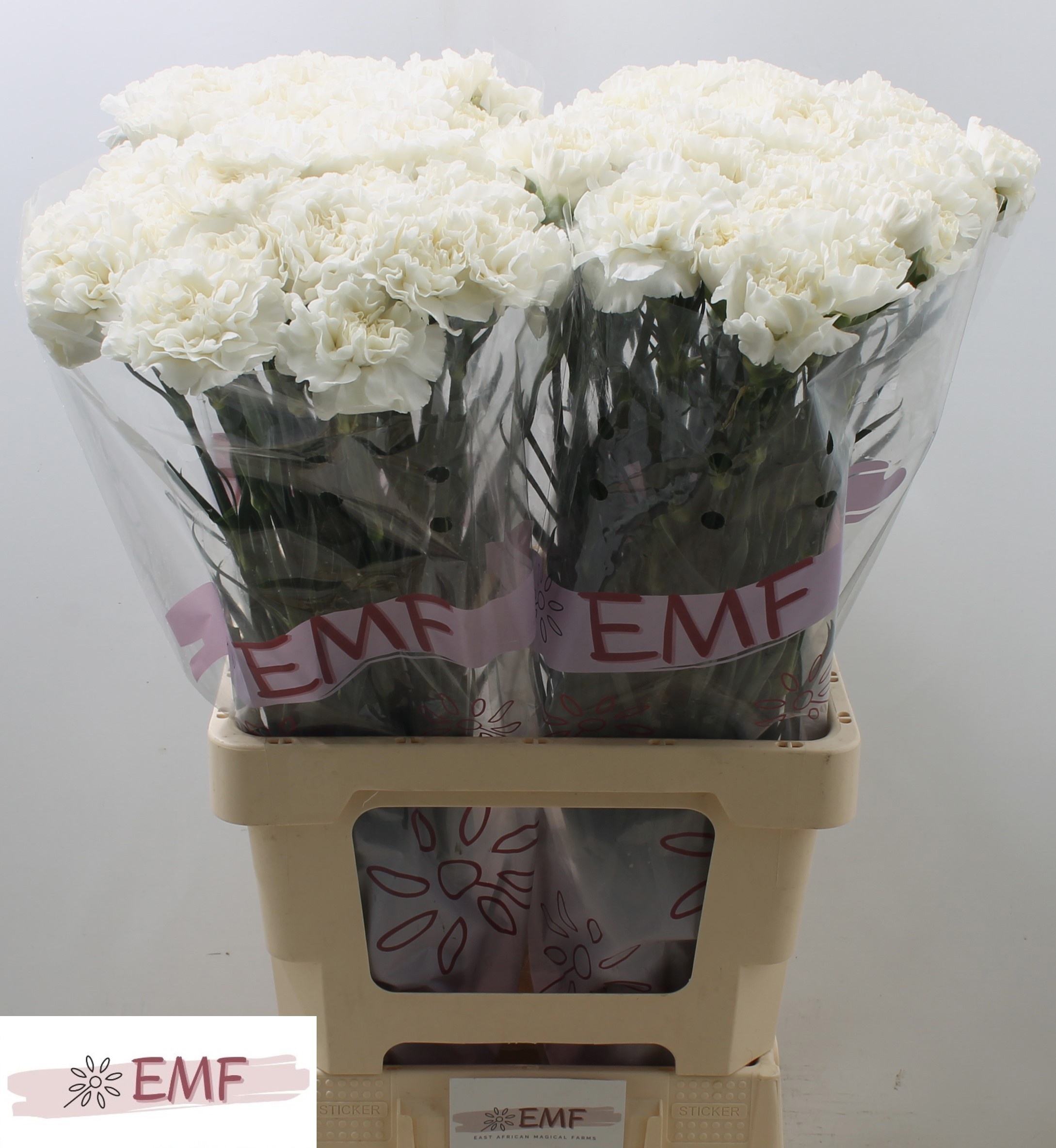 Диантус од. Эверест, шт.