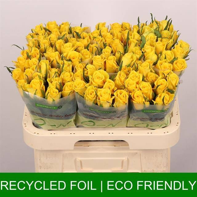 Роза од. Мунвок 60, шт.