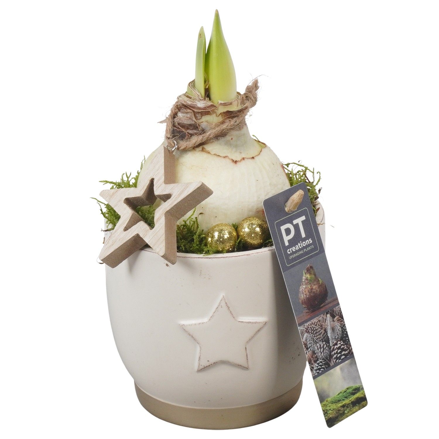 PTACH5803 Arrangement Amaryllis Christmas in keramiek pot, D 11 cm PTACH5803 Arrangement Amaryllis Christmas in keramiek pot, D 11 cm