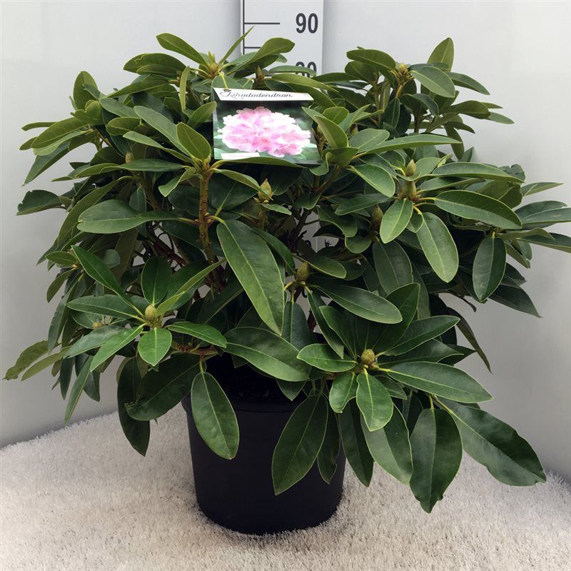 Rhodo. 'Onkel Dines' light pink, D 37