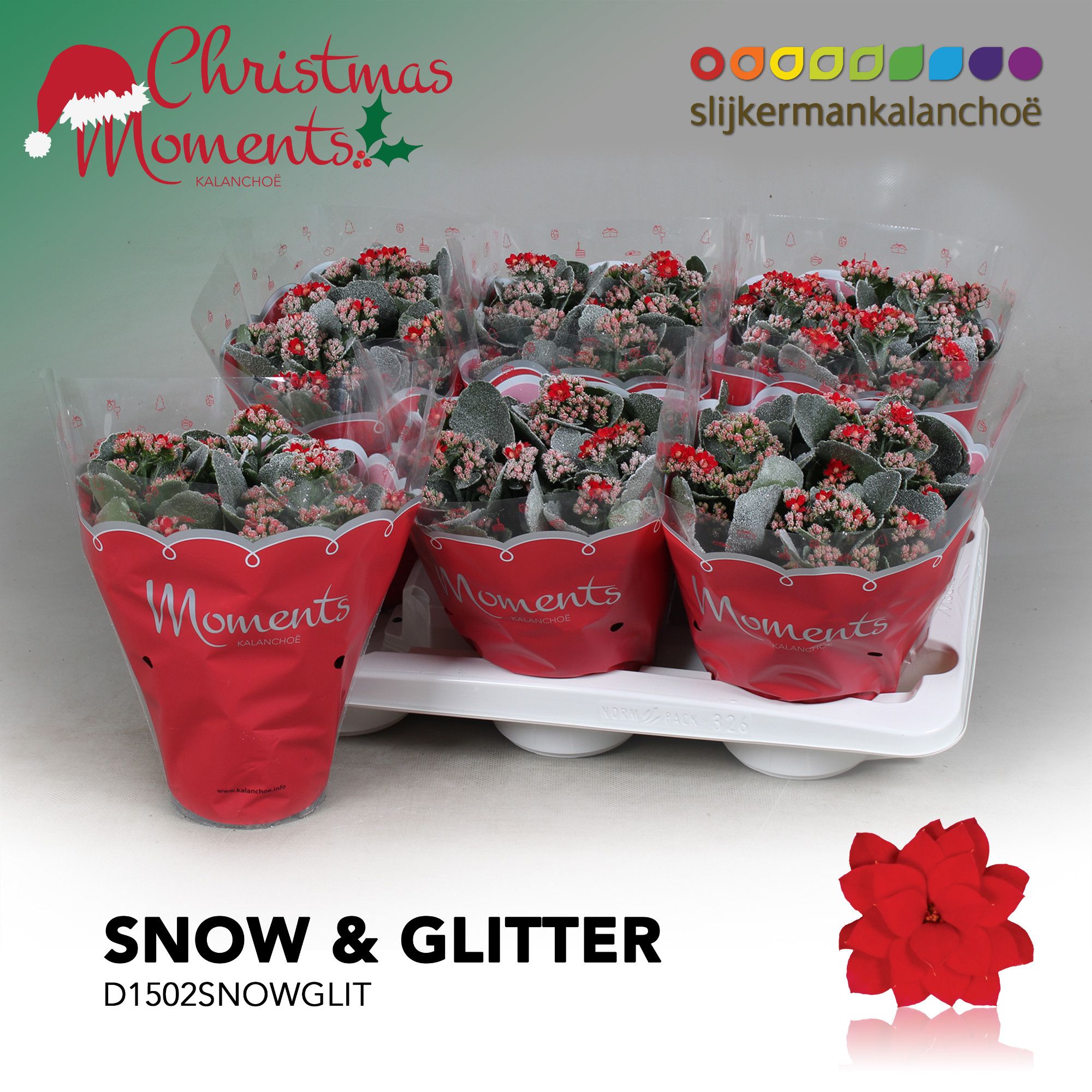 Kalanchoe Moments - Red with snow/sneeuw and glitter - kerst, D 15 cm