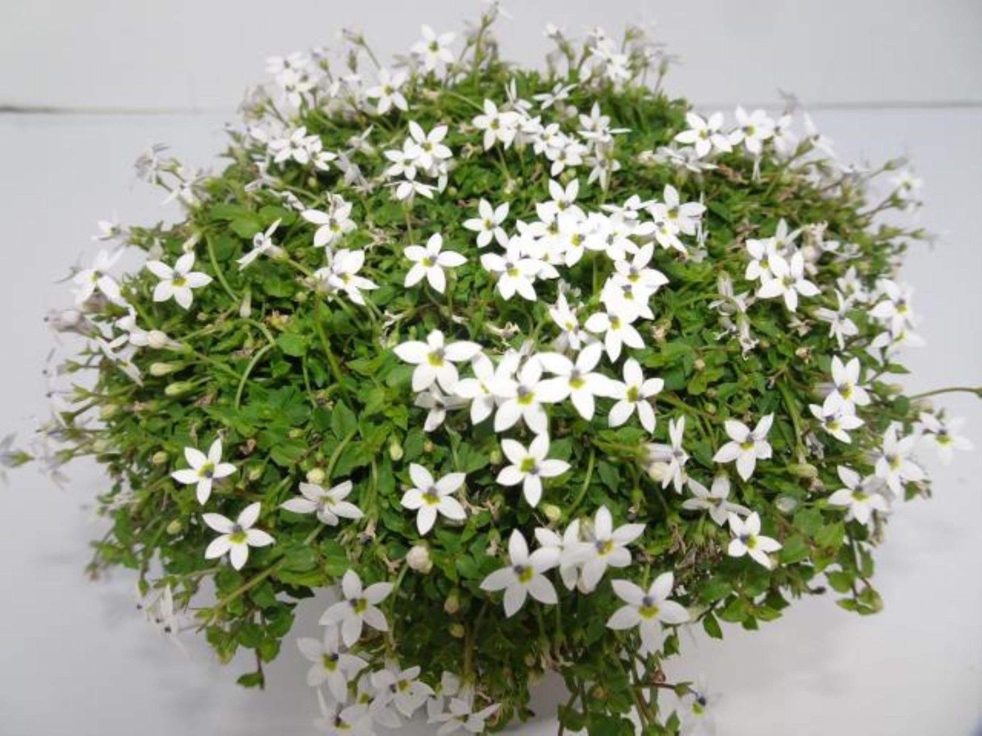 Isotoma axillaris, wit, D 13