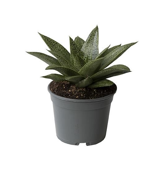 GASTERIA-HYBRID 'D.Tiga', D 6