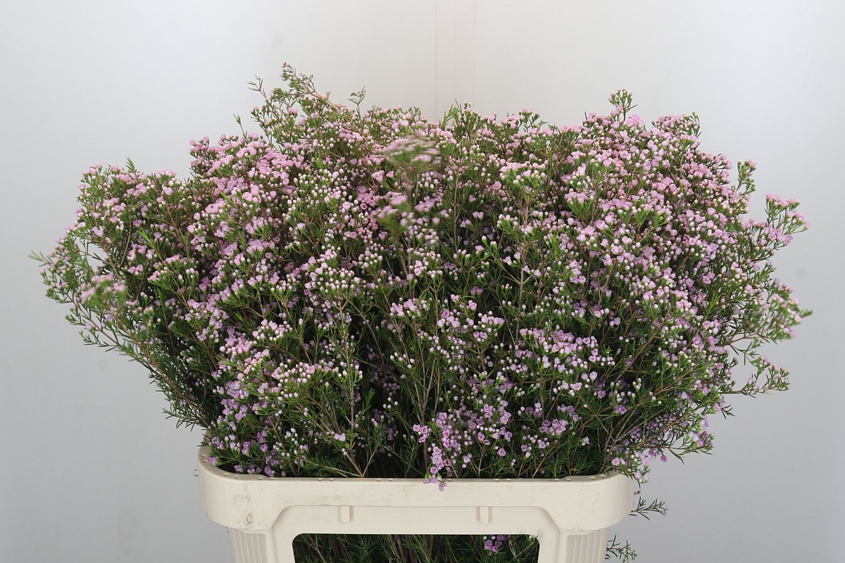 Шамелациум Пируэт 80, шт.