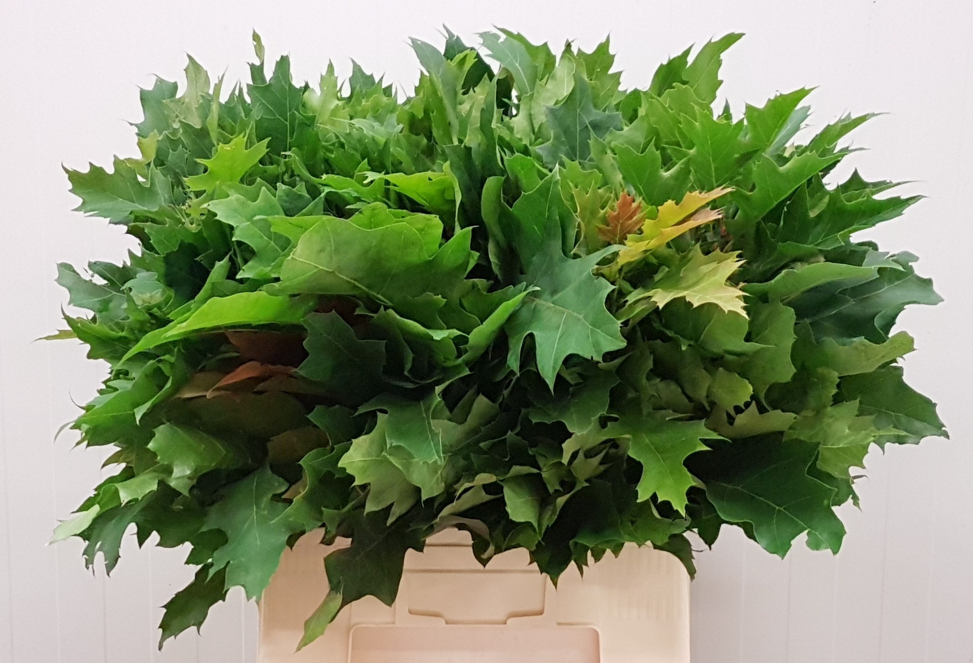 Кверкус Рубра 60, шт.