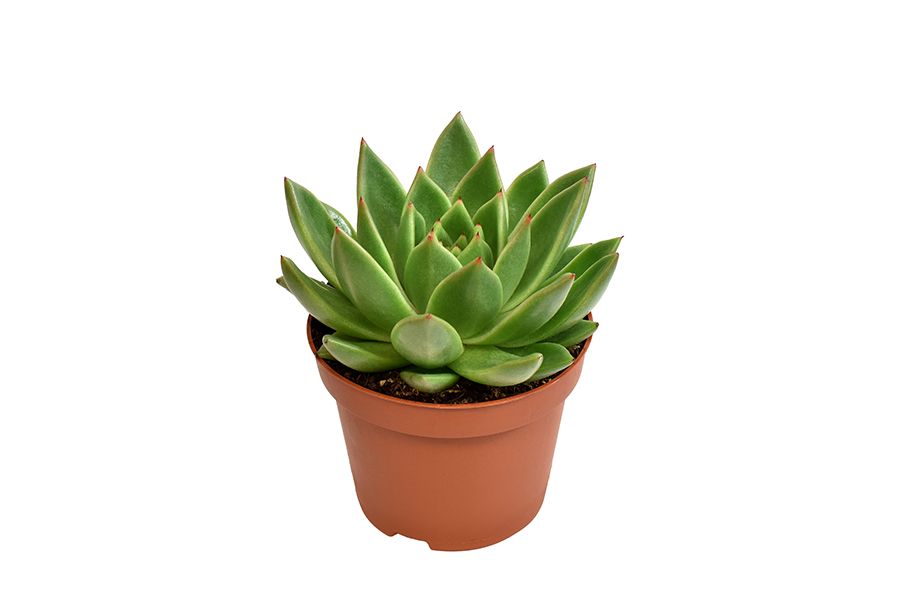 Echeveria Miranda, D 10,5 cm Echeveria Miranda, D 10,5 cm