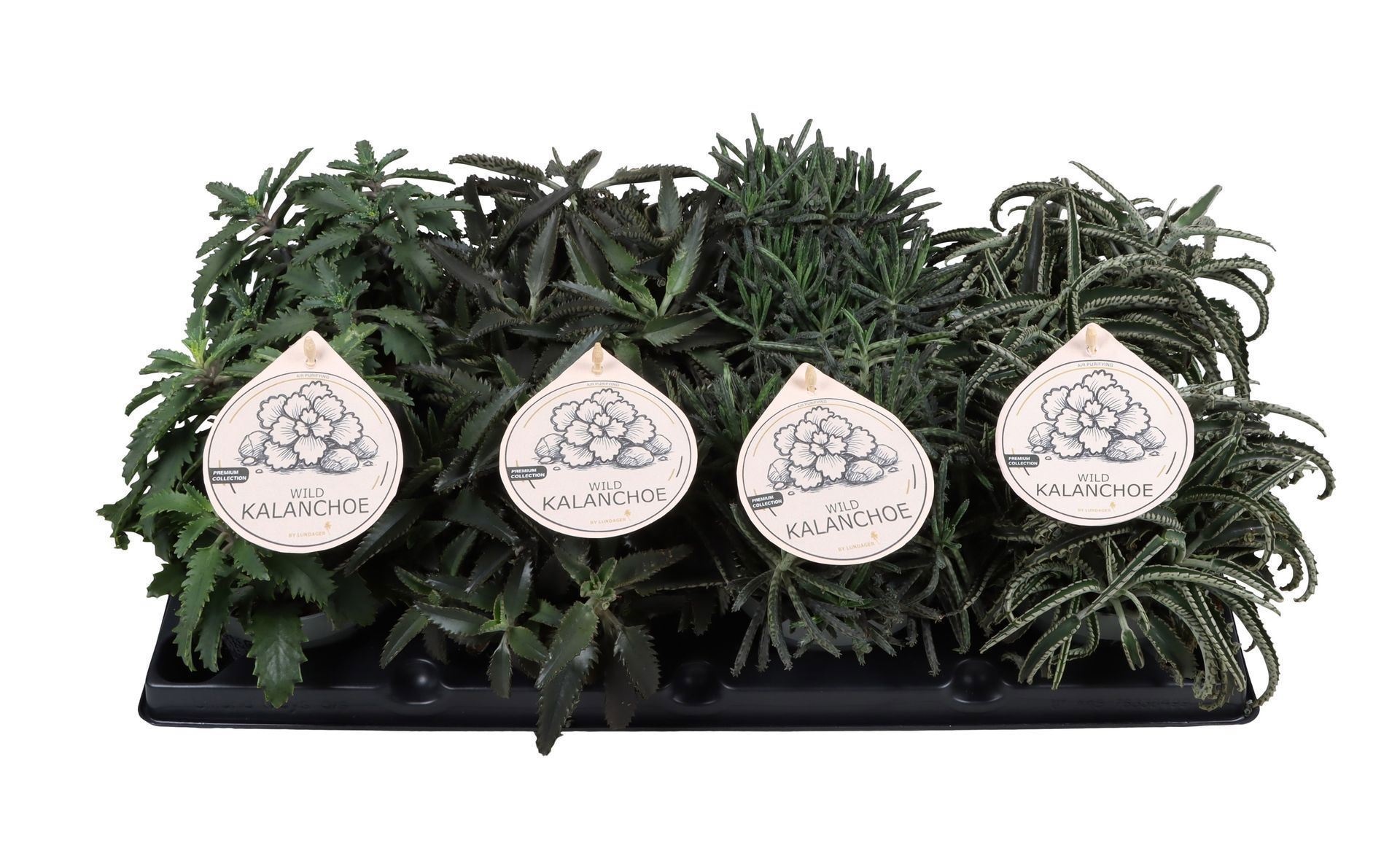 Wild Kalanchoe Mix 12 cm, D 12