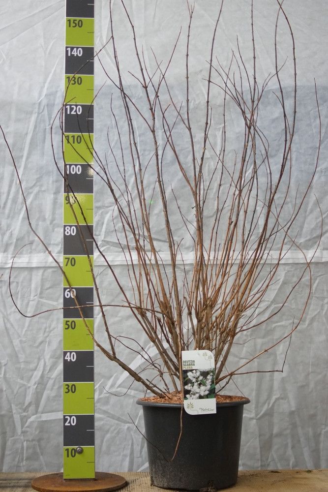 Deutzia scabra 'Plena' C 20, D 36