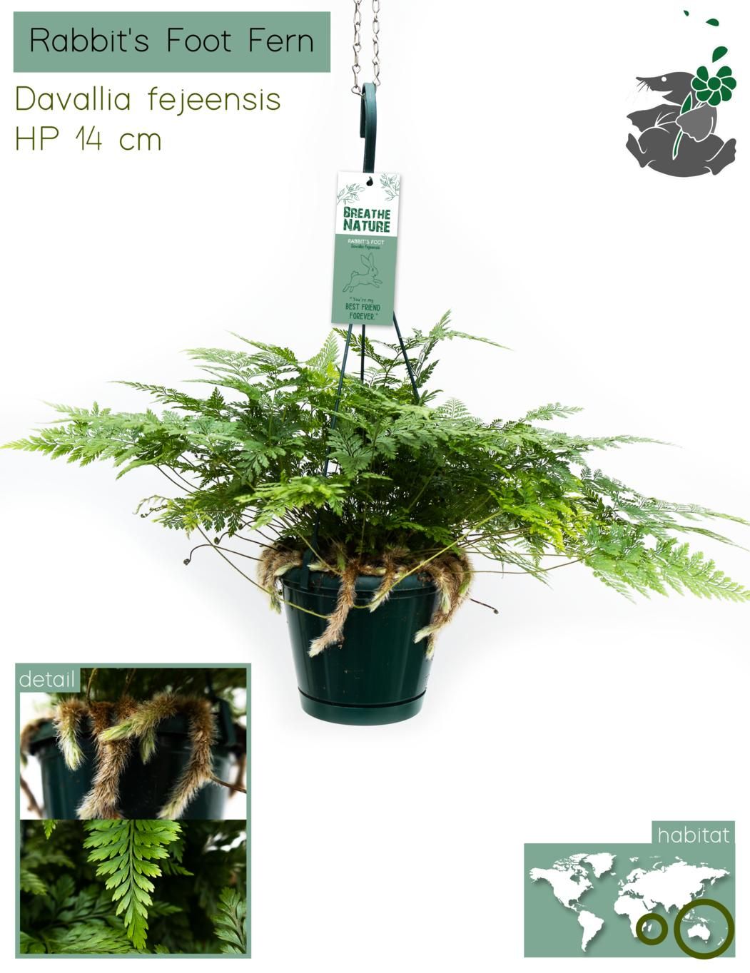 Davallia fejeensis 14 cm, D 14