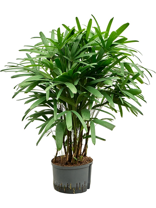 Rhapis excelsa, D 28