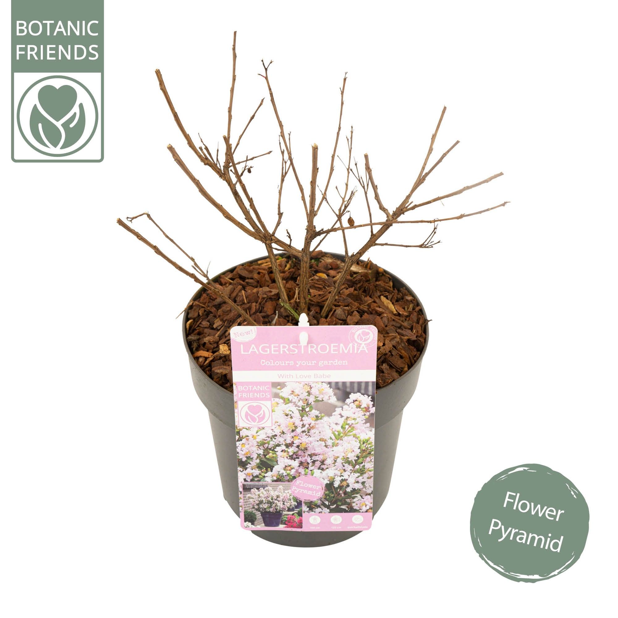 Lagerstroemia ind. 'With Love Babe', D 19