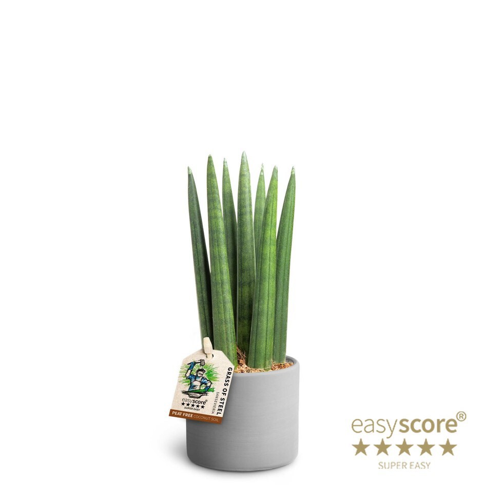 SANSEVIERIA CYLINDRICA 40631754 Raw Grey Straight, D 7 cm