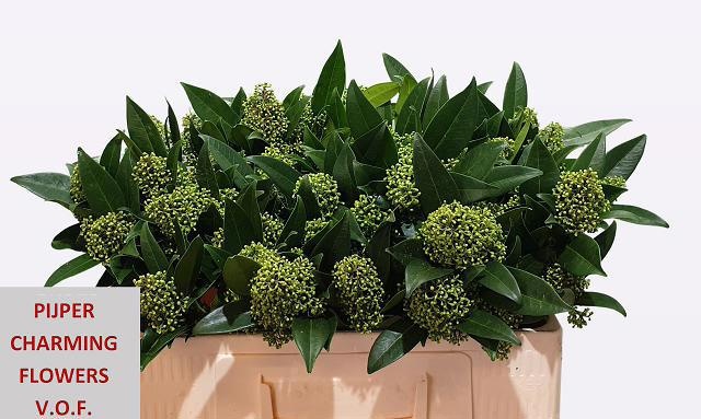 Скимия Кью Грин за пучок 50 (зел.), пуч.