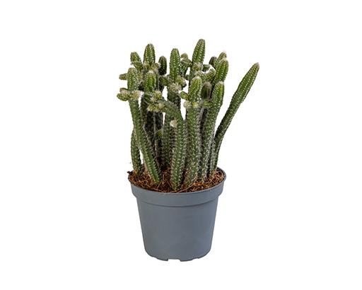 RHIPSALIS SPECIES, D 6 cm