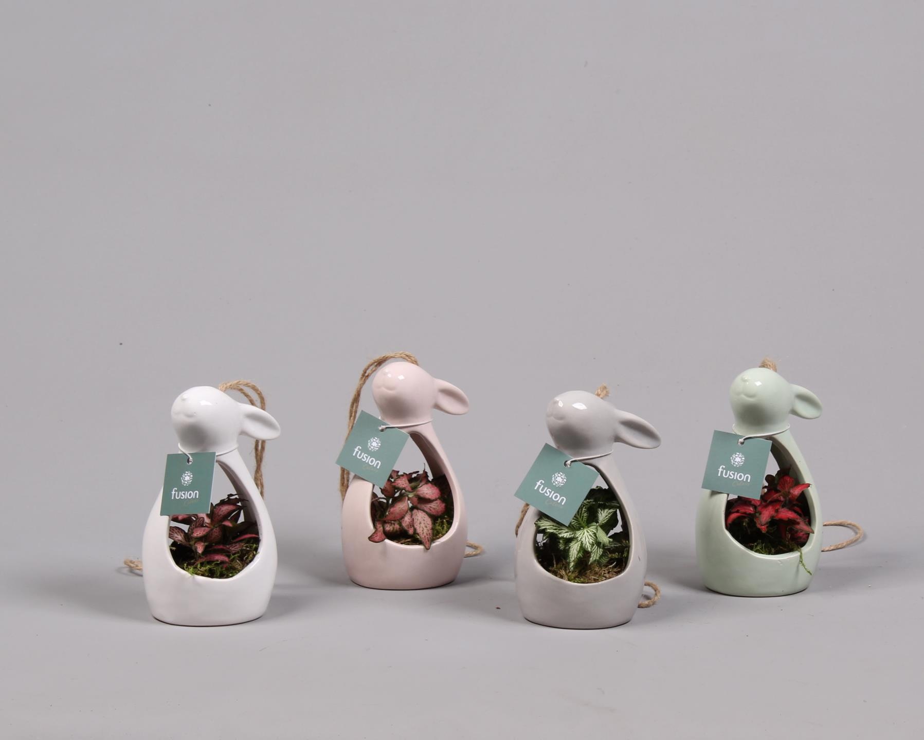 Pasen Haas keramiek 4 kleuren met Fittonia, D 9