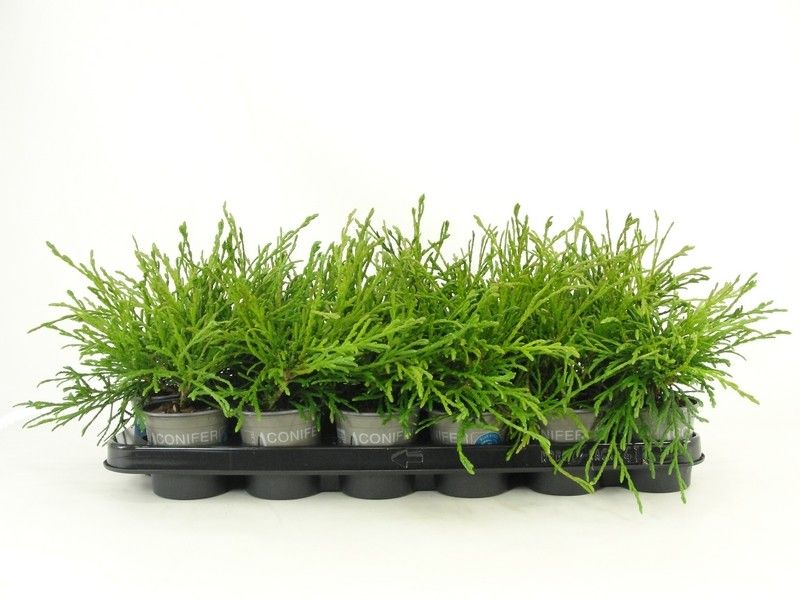 Thuja plicata 'Kagers Beauty', D 9