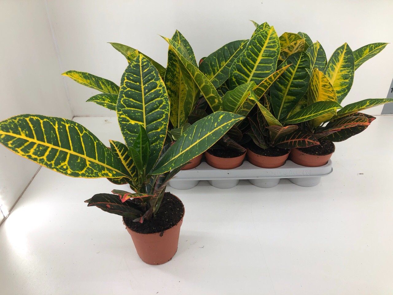 Codiaeum Variegatum 'Petra', D 12