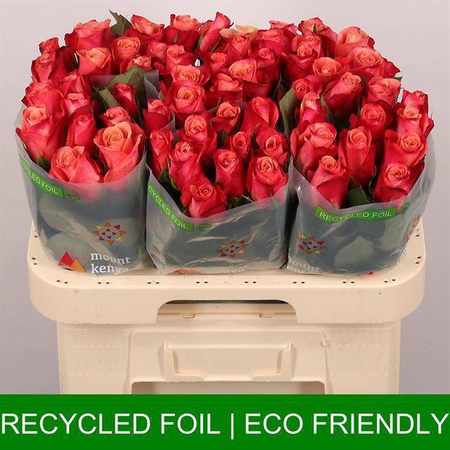 Роза од. Хелен 60, шт.