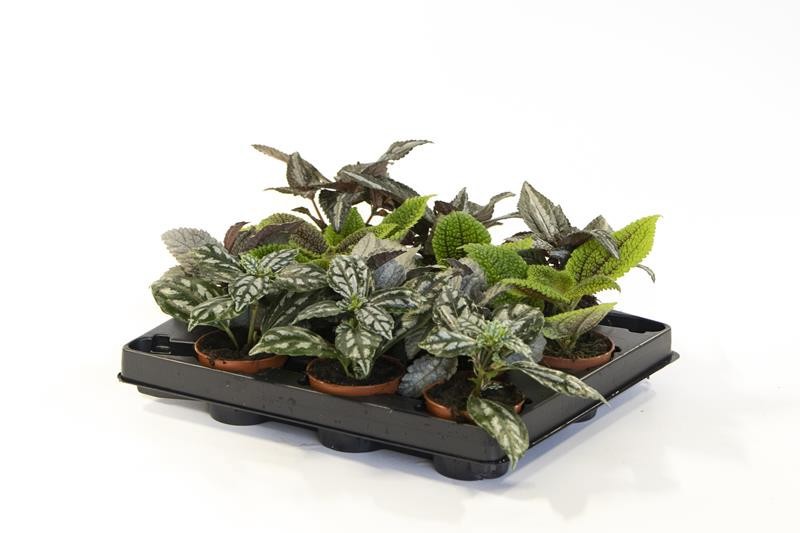 PILEA INVOLUCRATA 'MIX', D 6 cm