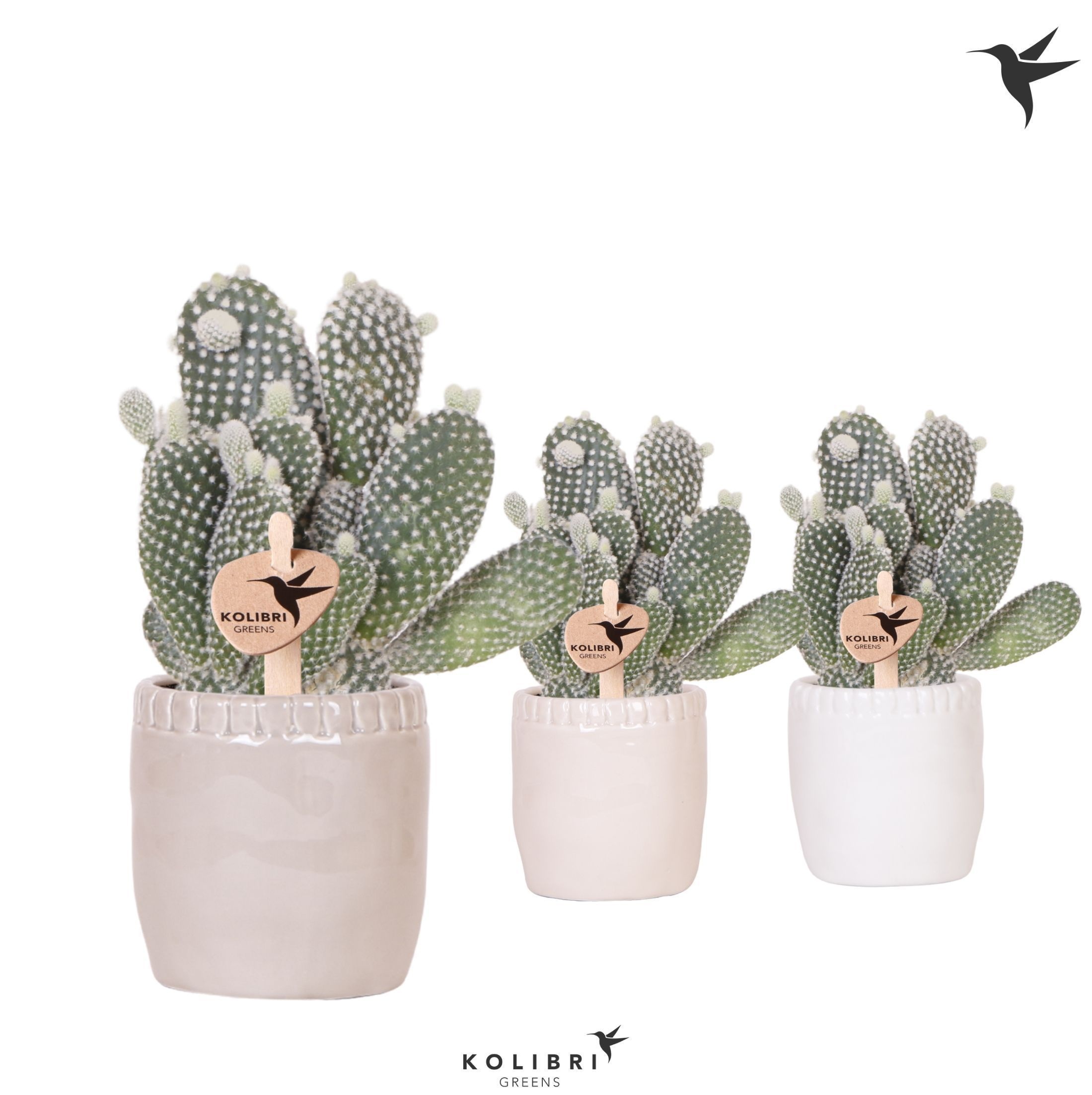Kolibri Greens Opuntia white in Stones pot mix, D 9