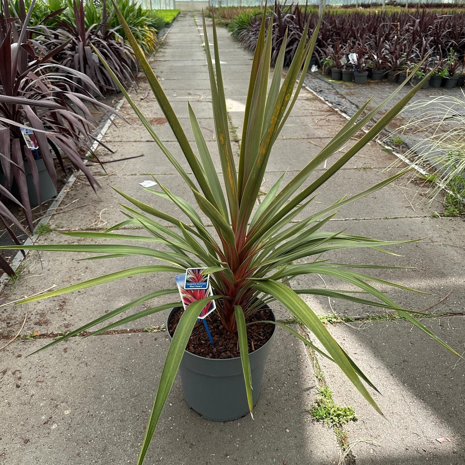 Cordyline australis 'Red Heart', D 32 cm