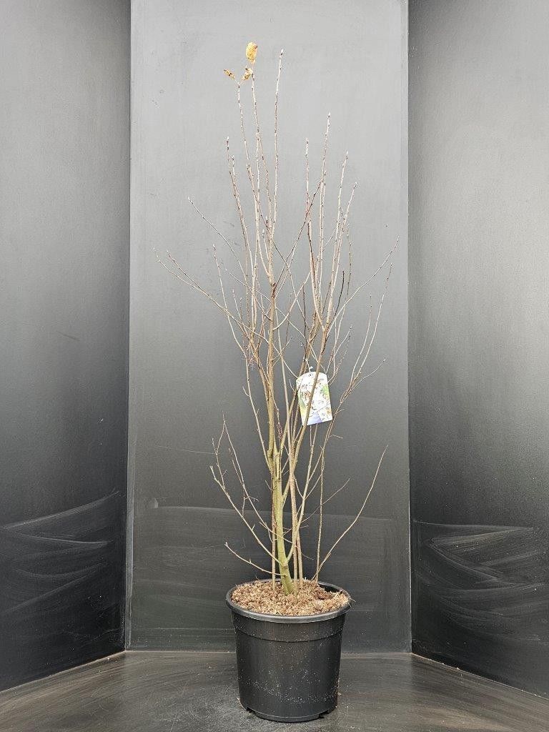 Amelanchier ovalis, D 32
