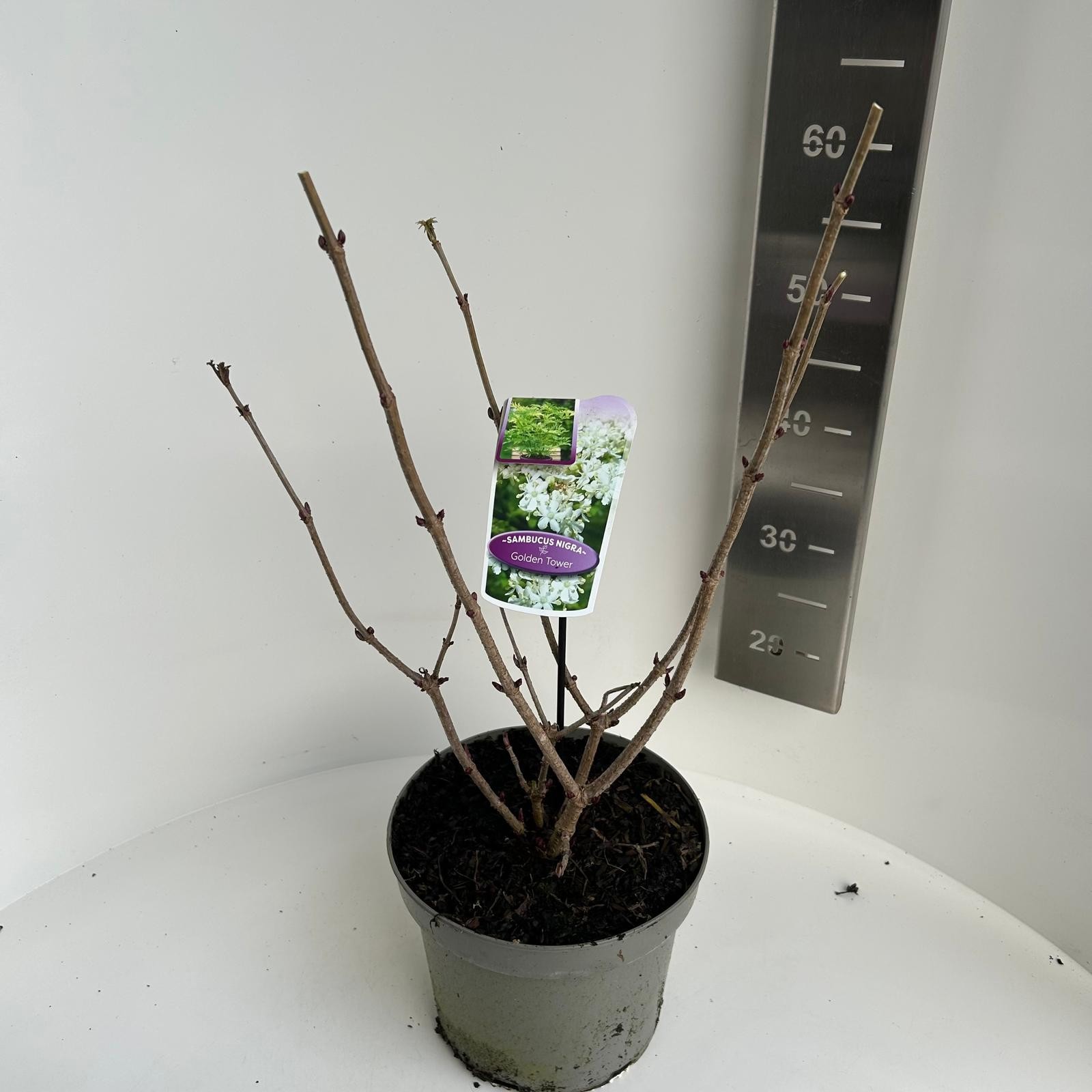 Sambucus nigra Golden Tower, D 23