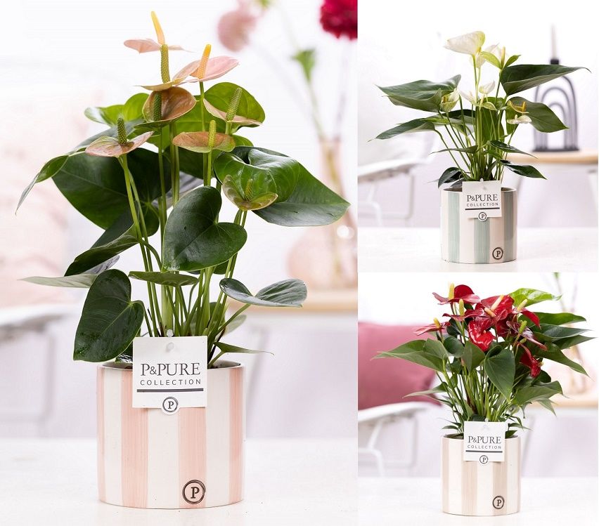 Anthurium mix in P&PURE Eline 2 cer. ass. 3, D 12