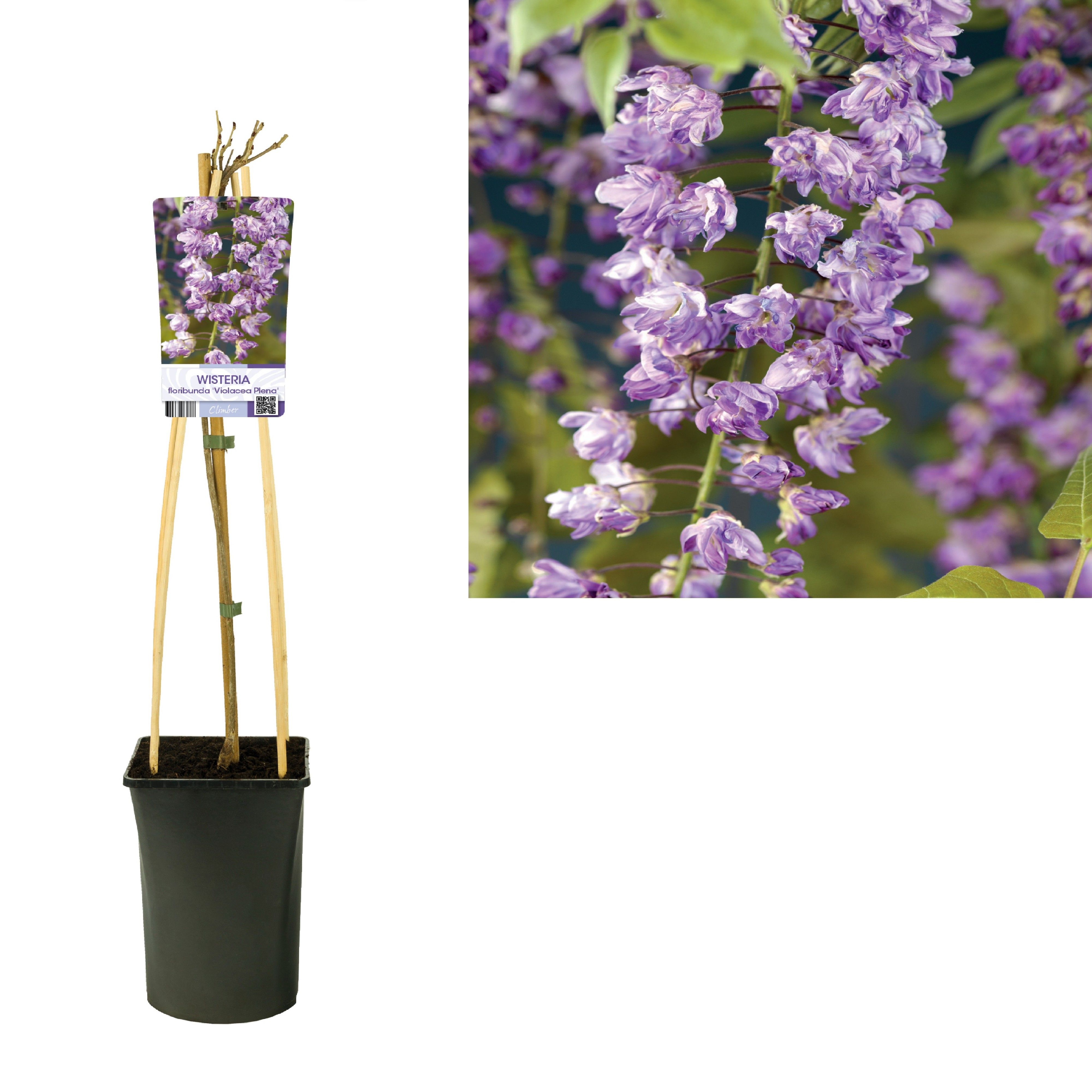 Wisteria floribunda 'Violacea Plena' +light label, D 17 cm Wisteria floribunda 'Violacea Plena' +light label, D 17 cm