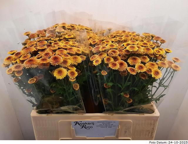 Сантини Калимеро Априкот, шт.