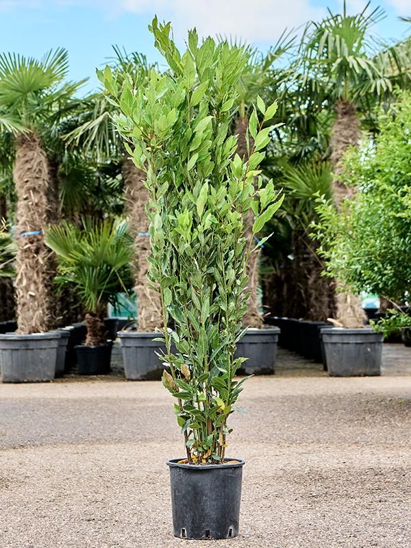 Laurus nobilis, D 24