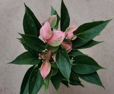 Антуриум кэнди букет 11 30 (предзаказ)