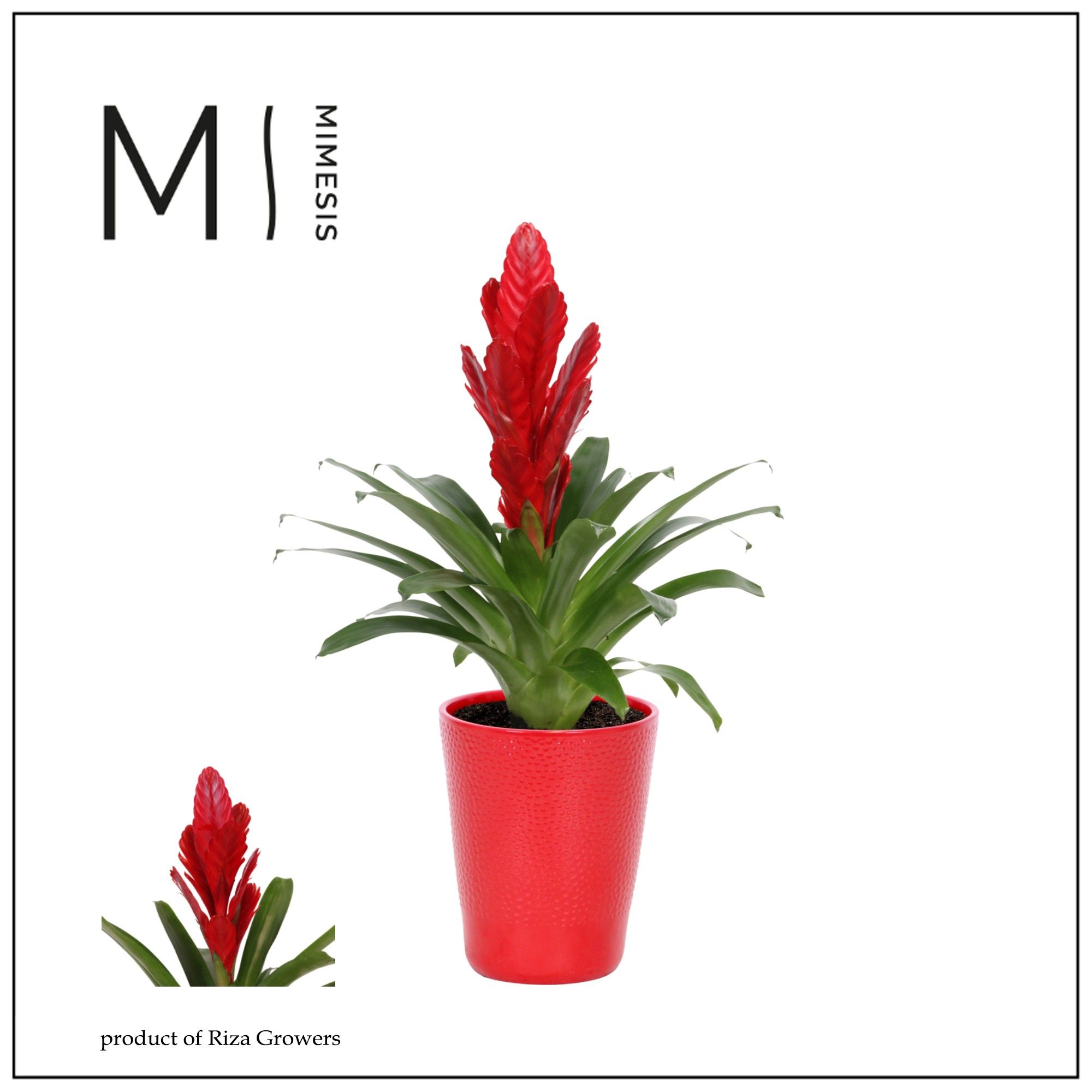 Vriesea Intenso Red - 13cm in Florence | Mimesis, D 13