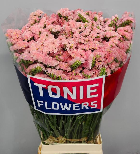 Статица Эмма Пич+ 80, шт.