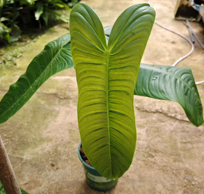 Филодендрон Шарон Грин Вельвет 18 80