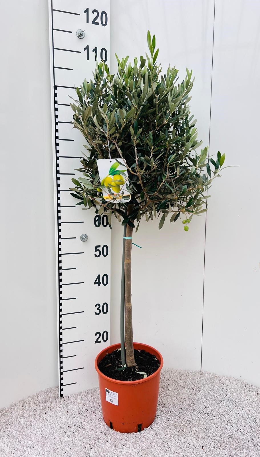 Olea europaea on stem, D 21