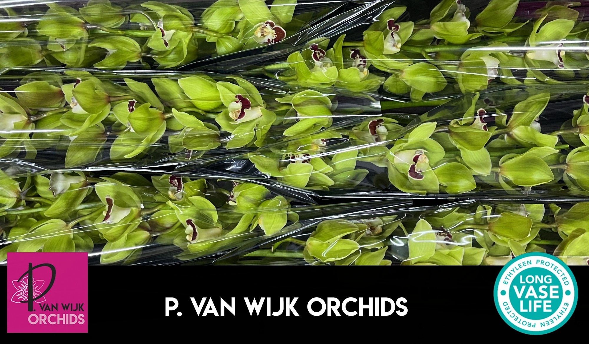 Цимбидиум Мачтелд x6 80, шт.